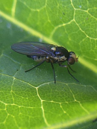 <i>Liriomyza huidobrensis</i> Species of fly