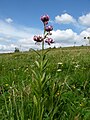 Martagon lily on the Faing lawn.