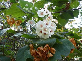 Dombeya burgessiae