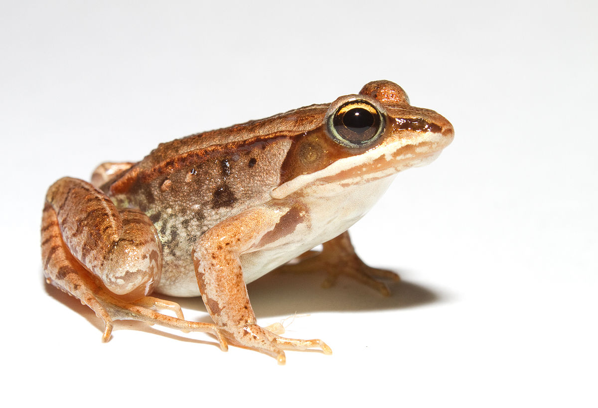 Wood frog - Wikipedia