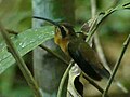 Miniatura para Phaethornis longuemareus