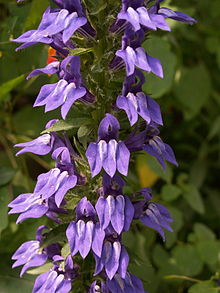 Lobelia siphilitica is an example of a species with a gynodioecious mating system. Lobelia-siphilitica-2014-08-30-Cranberry-03.jpg