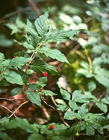 Lonicera alpigena 2.jpg