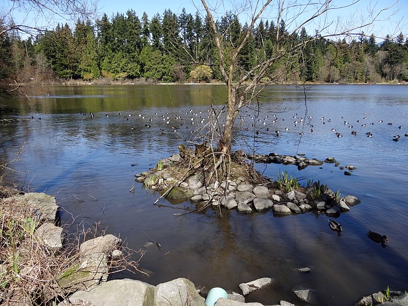 File:Lost Lagoon - Stanley Park - Vancouver- BC - Canada (8604929154).jpg