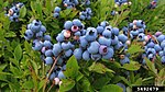 矮丛蓝莓（英语：Vaccinium angustifolium） Lowbush blueberry