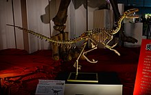 Luanchuanraptor iskelet mount.jpg