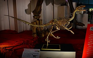 <i>Luanchuanraptor</i>