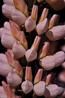 Lupins, close up.jpg