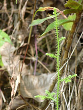 Staghorn Clubmoss (Lycopodiella cernua)