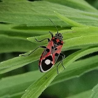 <i>Lygaeus alboornatus</i> Species of true bug