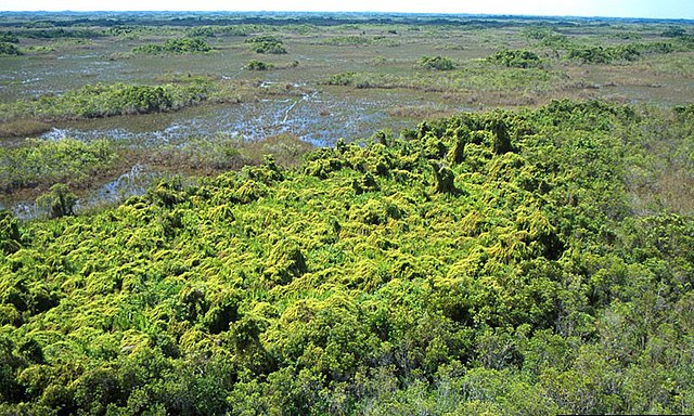 https://upload.wikimedia.org/wikipedia/commons/thumb/7/76/Lygodium_microphyllum_in_Loxahatchee.jpg/640px-Lygodium_microphyllum_in_Loxahatchee.jpg