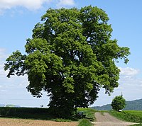 1 linden tree