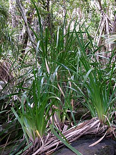 <i>Machaerina insularis</i> Species of grass-like plant