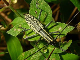 <i>Macrochenus tigrinus</i> Species of beetle