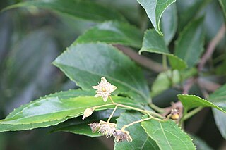 <i>Macrohasseltia</i> Genus of trees