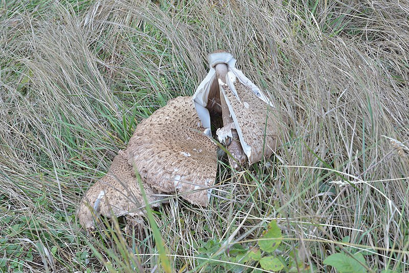 File:Macrolepiota procera Parasol Riesenschirmpilz alter Pufels Bula Gherdëina.jpg