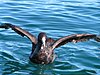 Macronectes halli (Northern Giant Petrel) .jpg