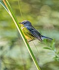 Thumbnail for File:Magnolia warbler (32628).jpg