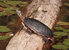 A painted turtle standing on a semi-submerged log in the bright sunlight