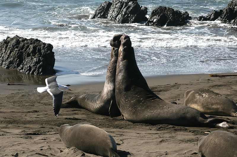 File:Males Mirounga angustirostris fighting.jpg