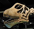 Cast of a Mamenchisaurus skull
