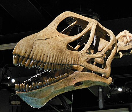 Tập_tin:Mamenchisaurus_skull.jpg