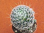 Mammillaria duwei