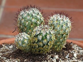 A Mammillaria microhelia 12.JPG kép leírása.