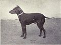 Manchester Terrier from 1915.JPG