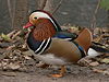 Mandarin Duck, Aix galericulata Pengo.jpg