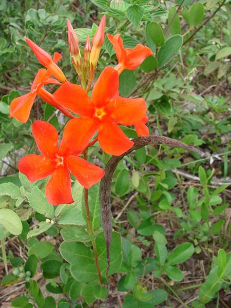 Mandevilla coccinea