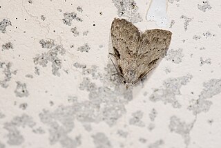 <i>Manoba</i> Genus of moths