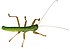 Insect