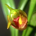 Masdevallia sernae flower