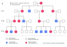 Example of a pedigree for a genetic trait inherited by mitochondrial DNA in animals and humans. Offspring of the males with the trait don't inherit the trait. Offspring of the females with the trait always inherit the trait (independently from their own gender). Maternal Inheritance - mitochondrial DNA.png