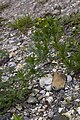 Français : Matricaria disocoidea Marais de La-Chaussée-Tirancourt (Somme), France