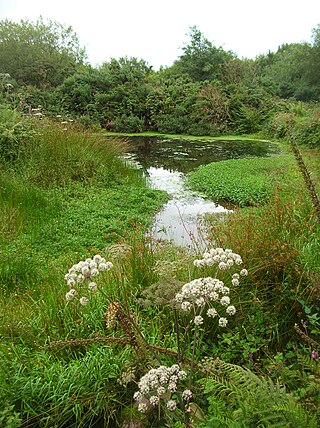 <span class="mw-page-title-main">Meddon Green Local Nature Reserve</span>