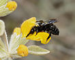 בנאית שחורה (Megachile parietina), נקבה אוספת צוף ומאביקה שלהבית קצרת-שיניים, גבעות להב