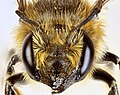 Megachile versicolor