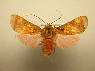 <i>Melese flavimaculata</i> species of insect