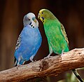 * Nomination Budgerigars, Bird park Steinen, Germany --Llez 05:23, 27 July 2023 (UTC) * Promotion  Support A strange dark background but what a shot... Good quality. --Terragio67 08:03, 27 July 2023 (UTC)