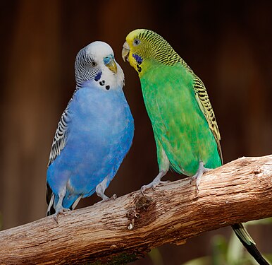 Melopsittacus undulatus