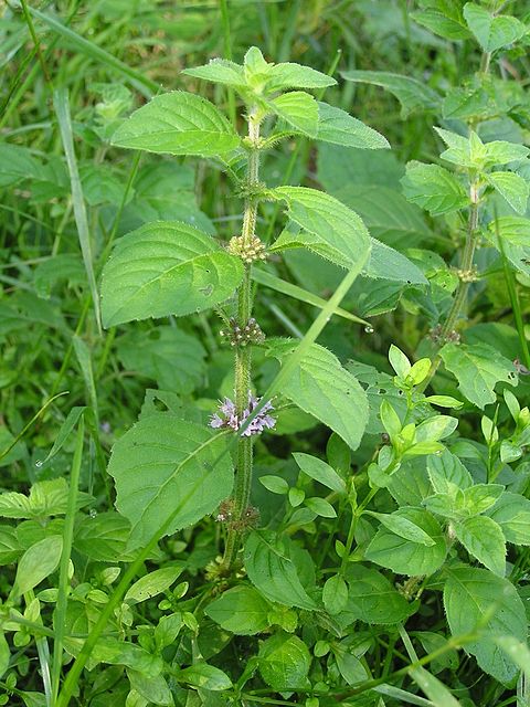 Сильно пахнущие травы. Мята Полевая (Mentha arvensis). Мята Полевая (Méntha arvénsis). Мята перечная Кубанская. Мята остролистная.