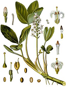 Horblaðka (Menyanthes trifoliata)