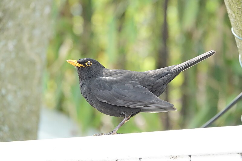 File:Merle noir (Turdus merula) (1).jpg