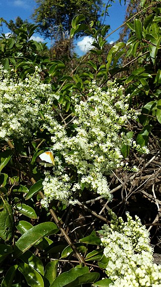 <i>Metaporana</i> Genus of flowering plants