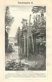 Triassic flora as depicted in Meyers Konversations-Lexikon (1885-90) Meyers b15 s0826b.jpg