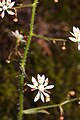 Saxifraga ferruginea