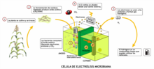 Miniatura para Célula de electrólisis microbiana