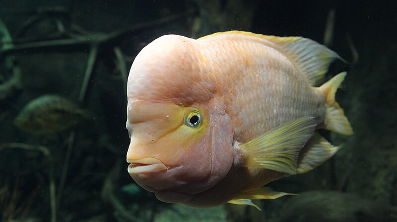 File:Midas cichlid (Amphilophus citrinellus).jpg